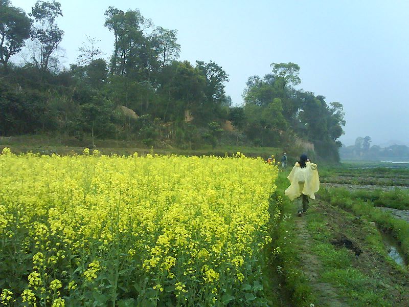 http://www.059183.cn/bbs2/img/0803/3480_油菜花.jpg