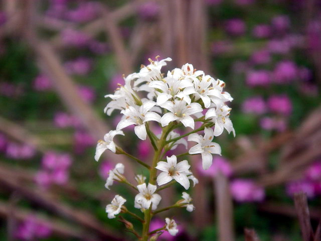 http://www.059183.cn/bbs2/img/0803/7255_IMGP3238.jpg
